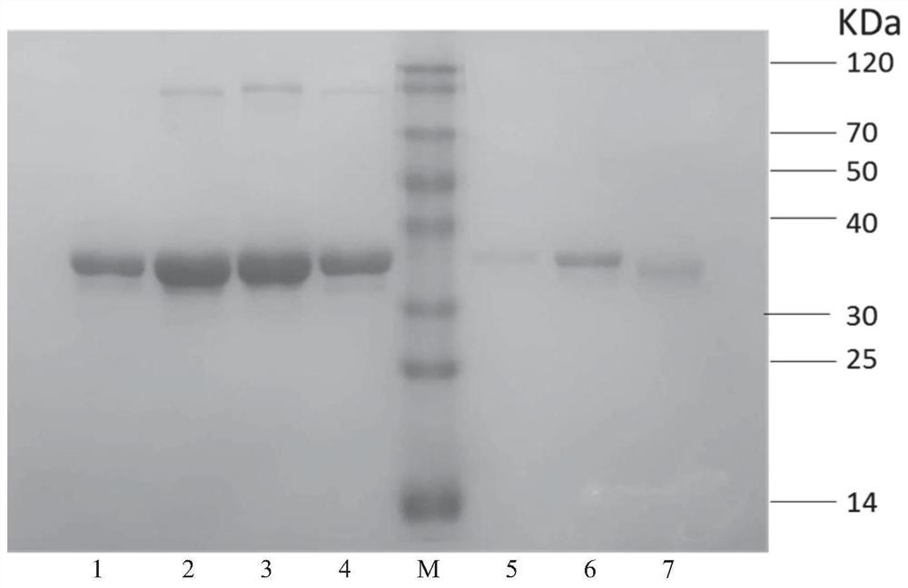 Omega-transaminase mutant obtained through DNA synthesis shuffling combination mutation and application