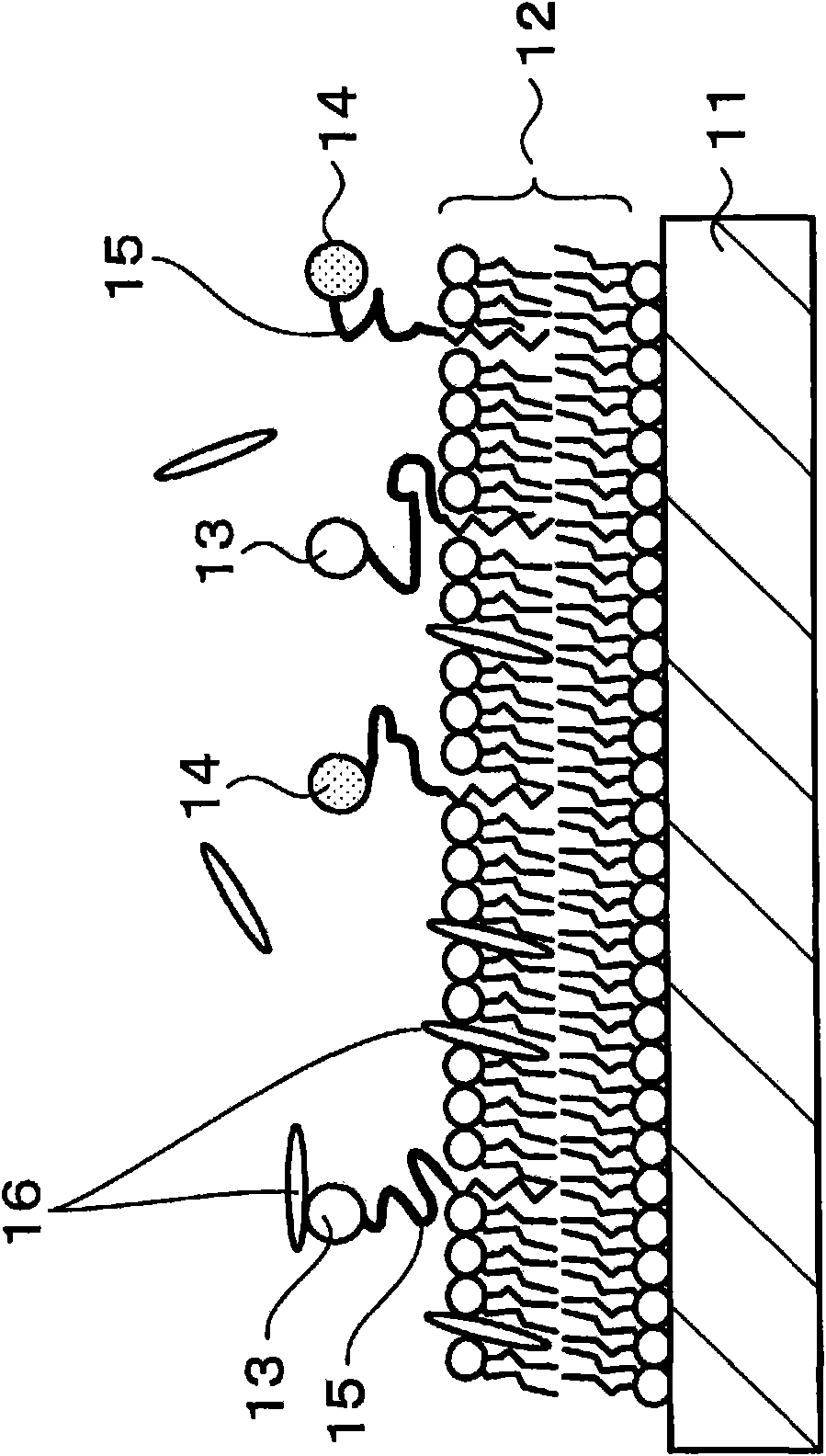 Enzyme immobilized electrode, fuel cell, electronic equipment, enzyme reaction utilization apparatus, and enzyme immobilized base