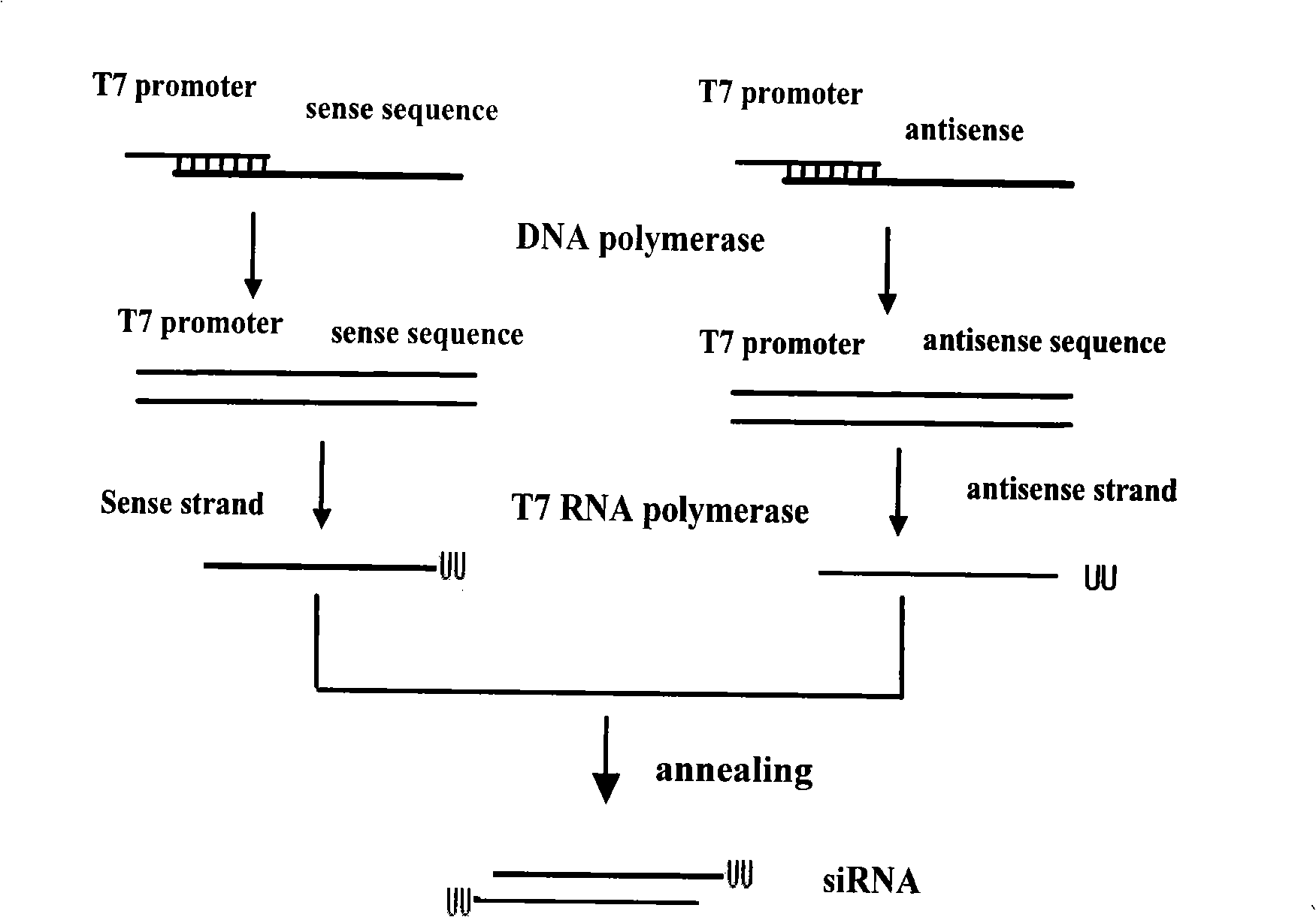 Specific inference hog cholera virus genome sequence and method for efficiently curing hog cholera virus infection