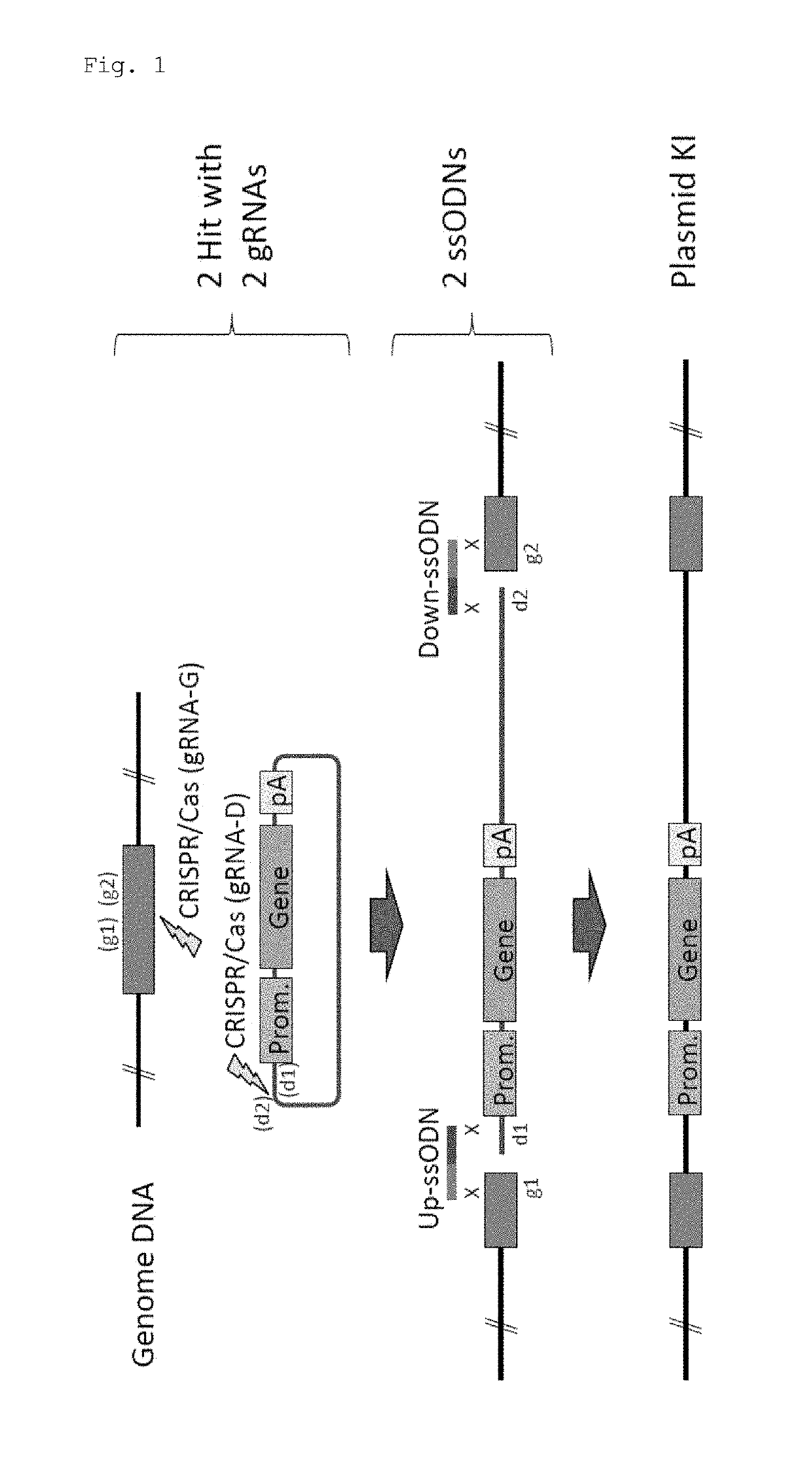 Method for knock-in of DNA into target region of mammalian genome, and cell