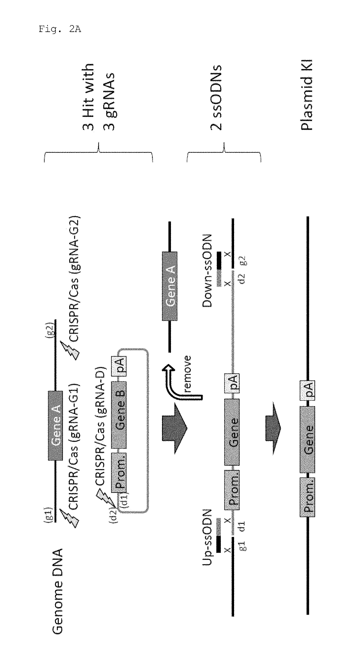 Method for knock-in of DNA into target region of mammalian genome, and cell