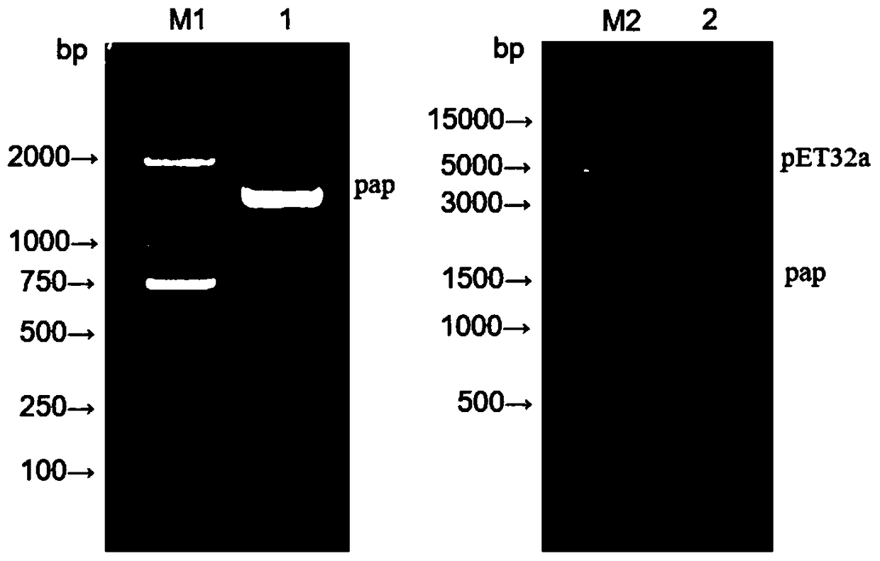 Application of candidatus liberibacter asiaticus PAP protein antibody in preparation of citrus yellow shoot early infection detection kit