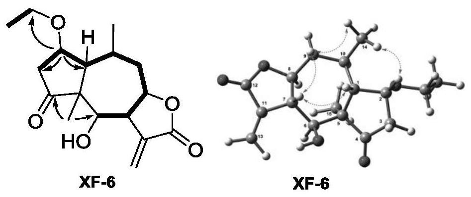 A sesquiterpene lactone compound and its preparation method and its application in the preparation of drugs for preventing and treating nasopharyngeal carcinoma