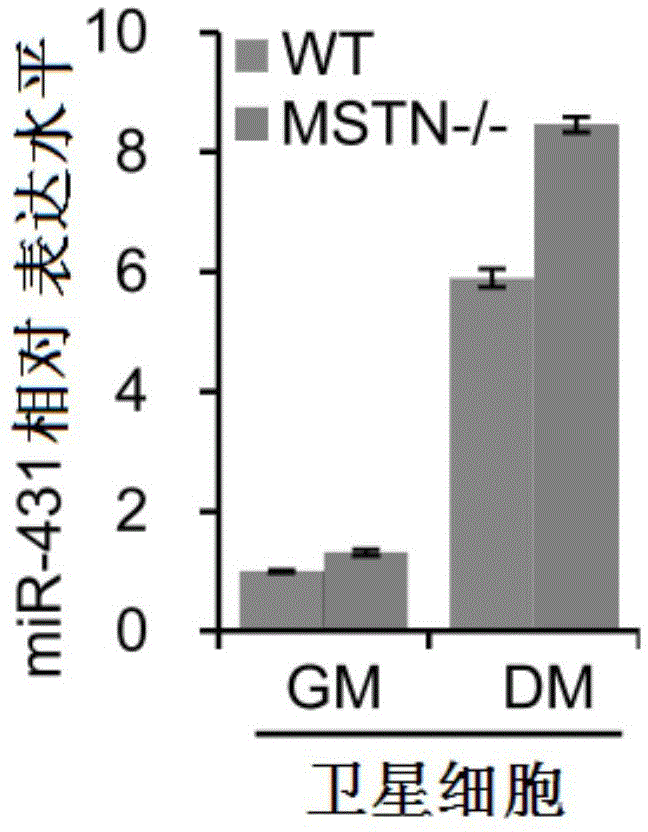 Uses of miR-431 in preparation of muscular disease treatment medicines