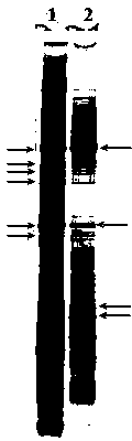 Yeast-like symbiote and use thereof