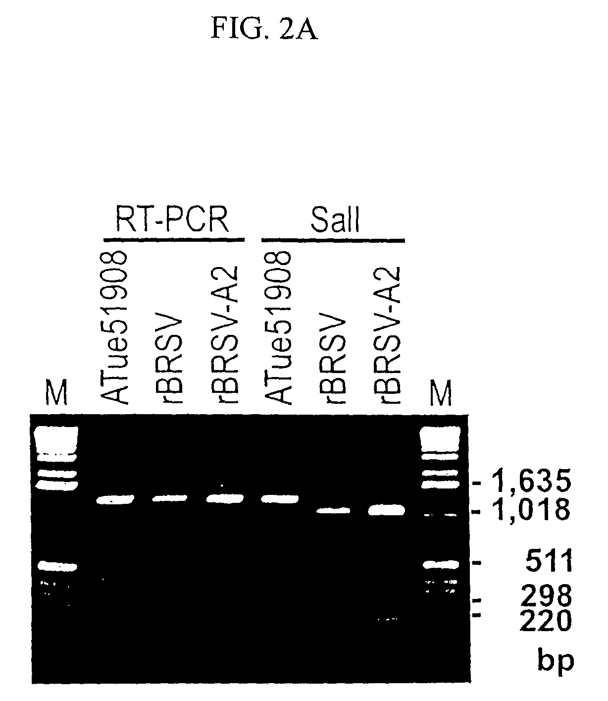 Production of attenuated, human-bovine chimeric respiratory syncytial viruses for use in immunogenic compositions
