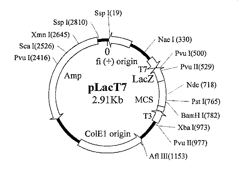 Recombination interferon with new space conformation and enhanced effect, its preparing method and application