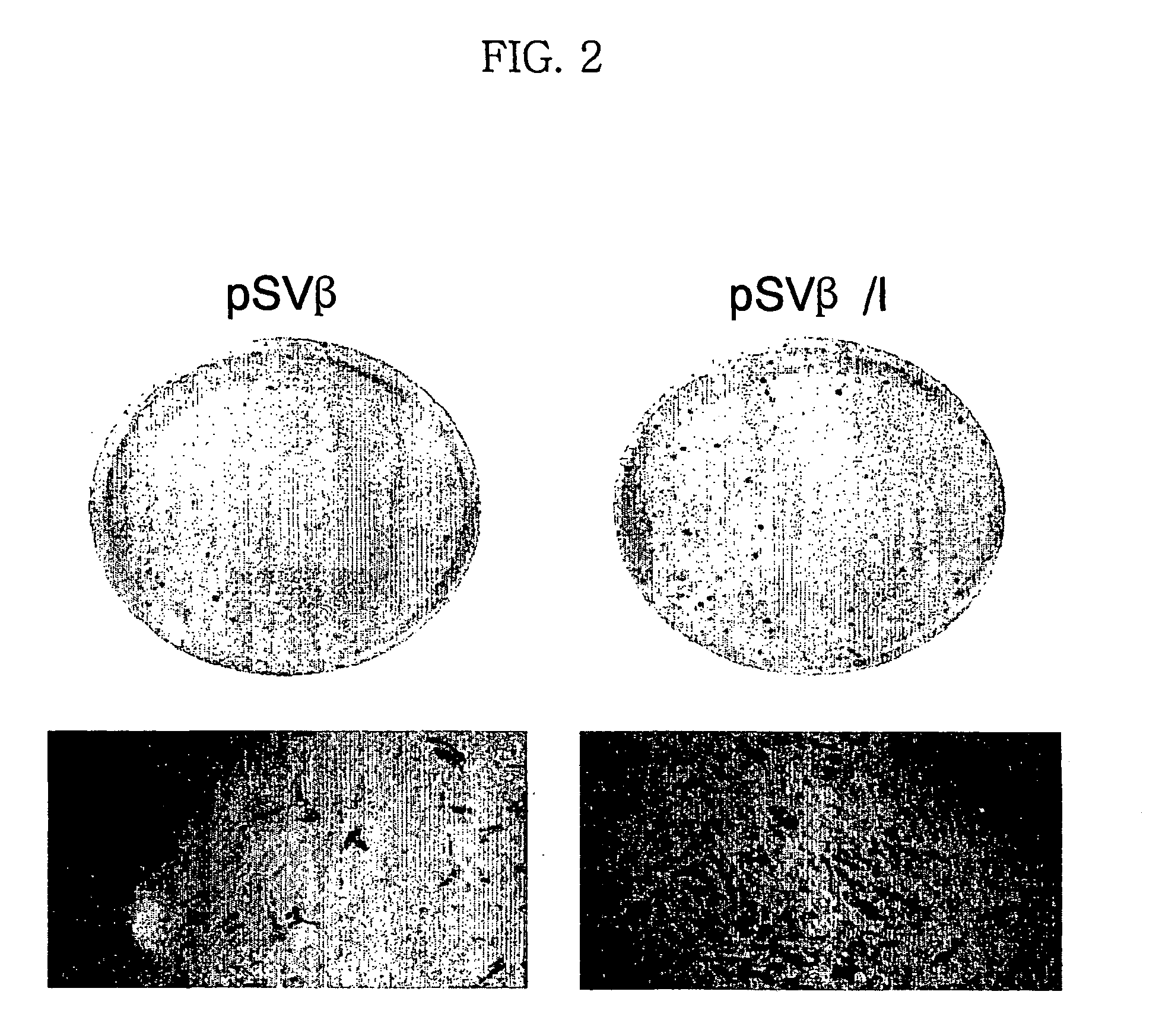 Expression vector for animal cell containing nuclear matrix attachment region of interferon beta