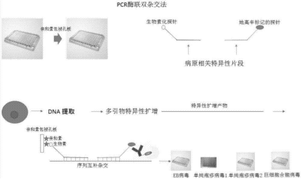 Method for detecting pathogenic microorganisms by using PCR (polymerase chain reaction) enzyme-linked double-cross method