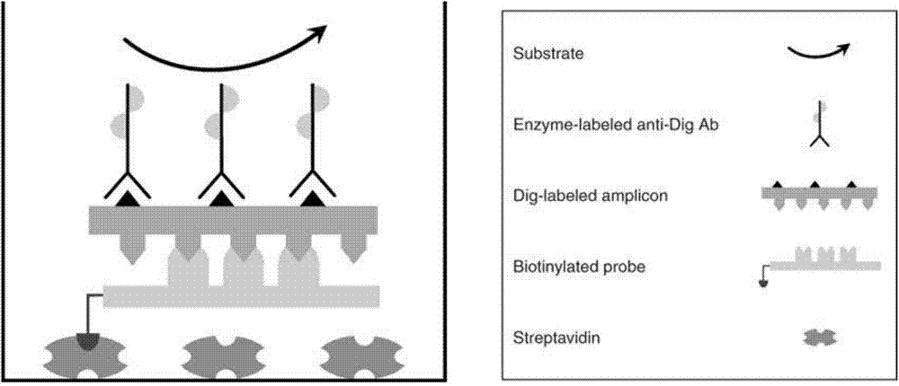 Method for detecting pathogenic microorganisms by using PCR (polymerase chain reaction) enzyme-linked double-cross method