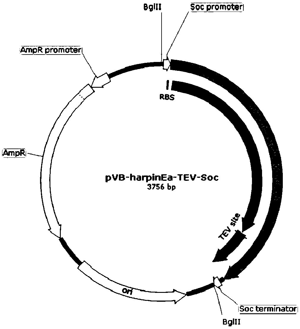 Method for efficiently expressing hypersensitive protein by using T4 phage display technology