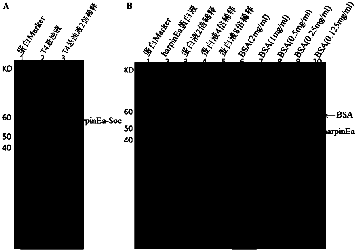 Method for efficiently expressing hypersensitive protein by using T4 phage display technology