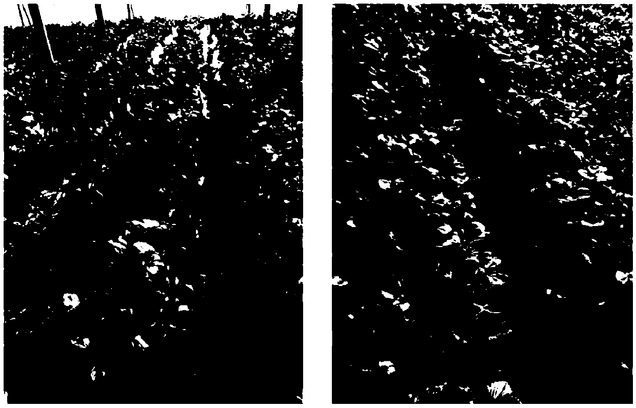 Method for efficiently expressing hypersensitive protein by using T4 phage display technology