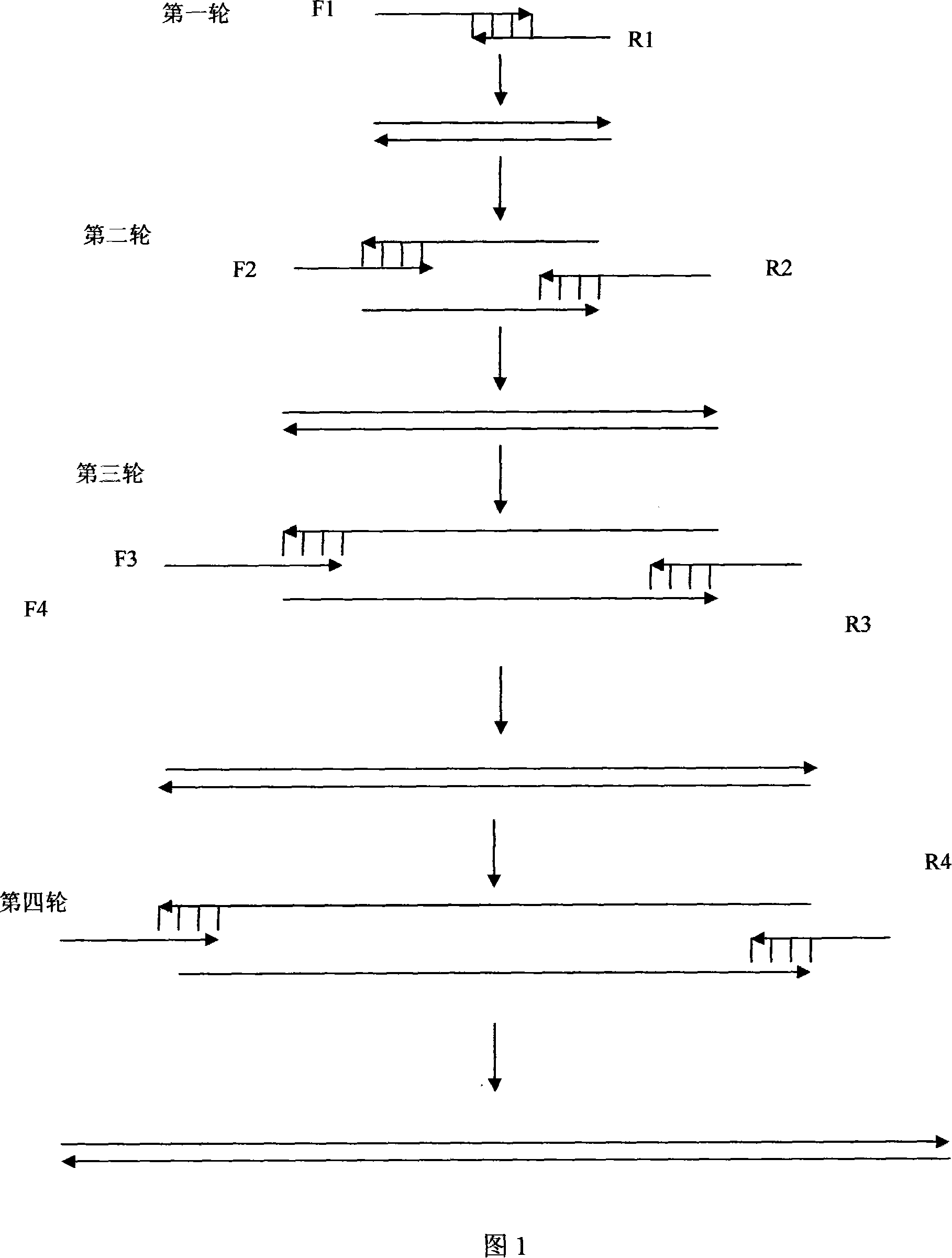 Recombinant soluble human FGFR2 extracellular fragment and production method and application thereof