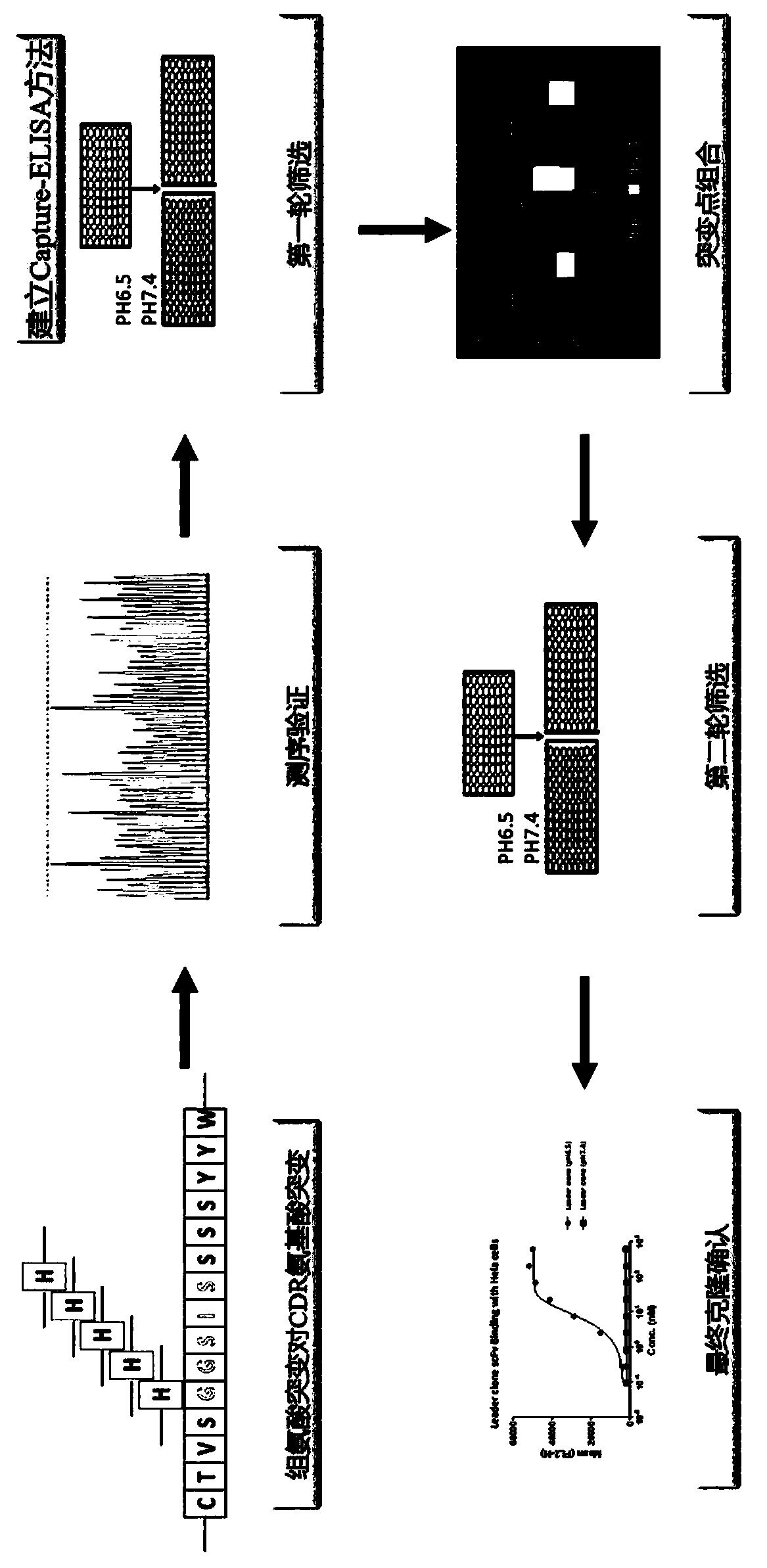 Rapid modification and screening method for antibody pH-dependent binding activity