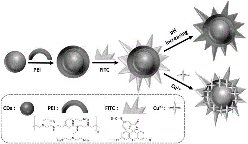 Application of PEI modified carbon dot-FITC compound as rate fluorescent pH probe and Cu2+ fluorescent probe