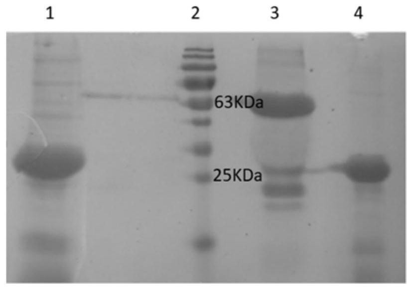 Fusion protein, vaccine containing fusion protein and application of fusion protein