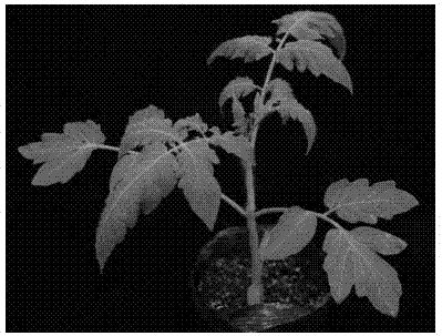 Method for pierce-inoculating geminivirus infectious clone-containing solid colony to plant, and application thereof