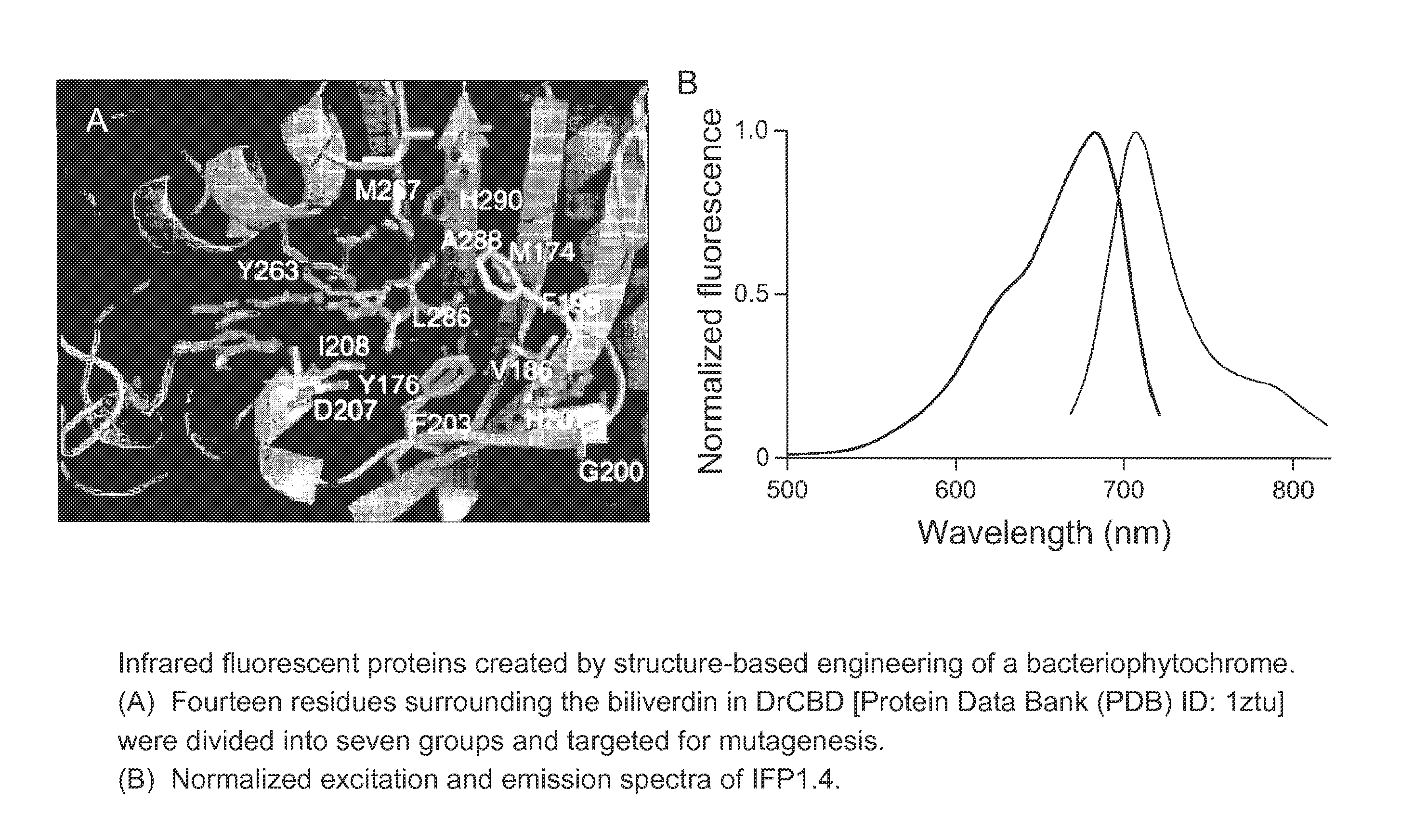 Proteins that fluoresce at infrared wavelengths or generate singlet oxygen upon illumination