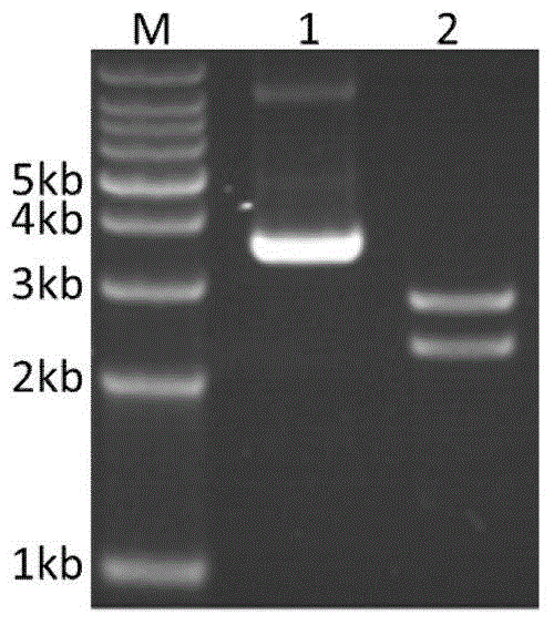 Muscovy duck parvovirus VP3 genetic recombination fowl pox virus transfer vector and building method thereof