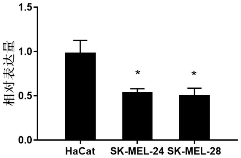 Malignant melanoma biomarker PTGER2 and application thereof