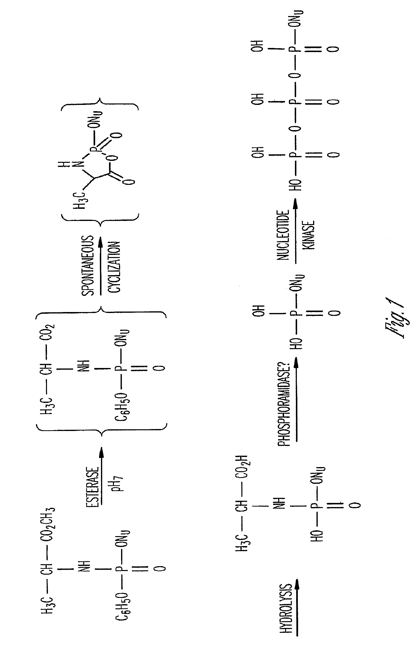 Phosphoramidate derivatives of FAU