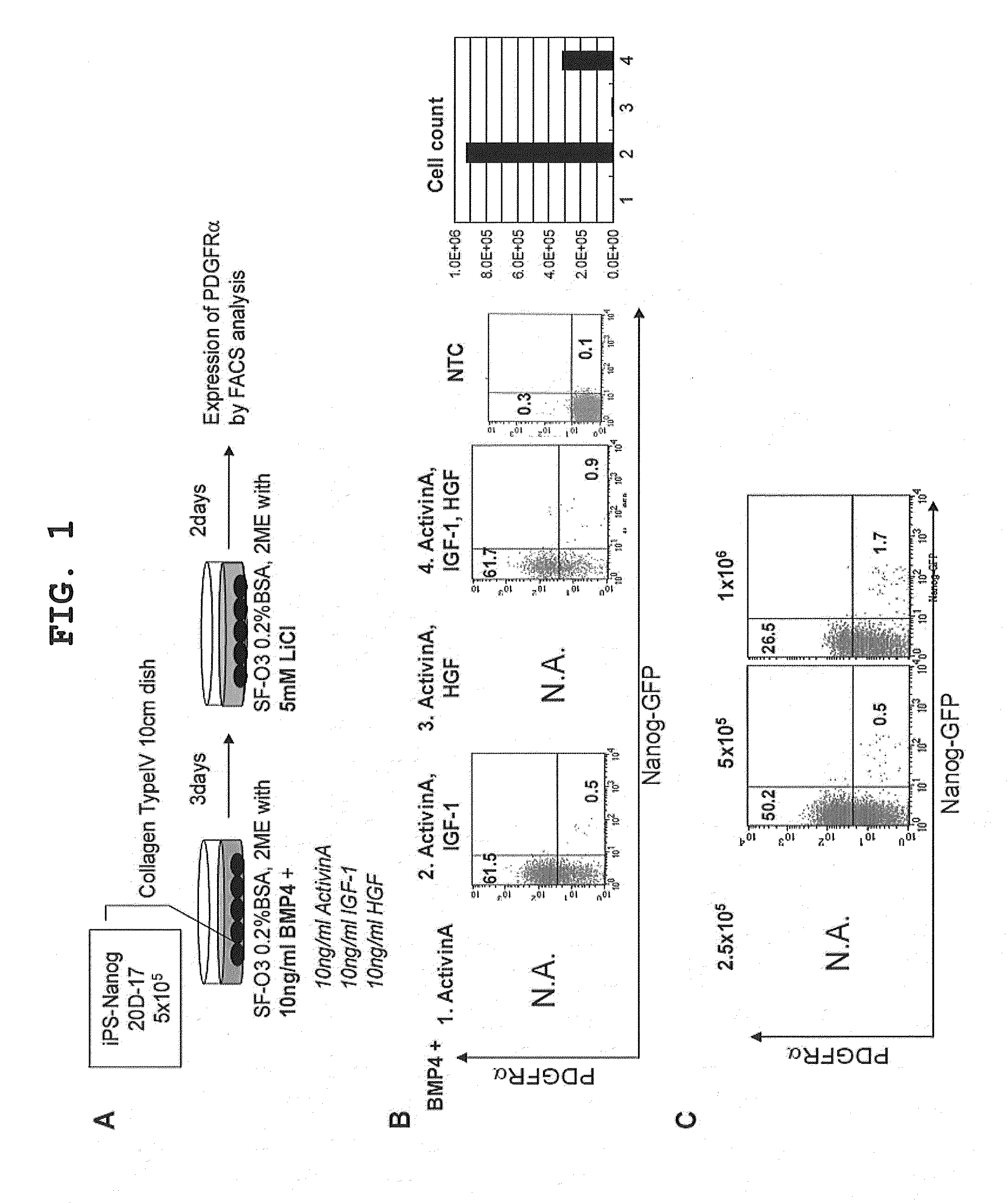 Method of inducing differentiation from pluripotent stem cells to skeletal muscle progenitor cells
