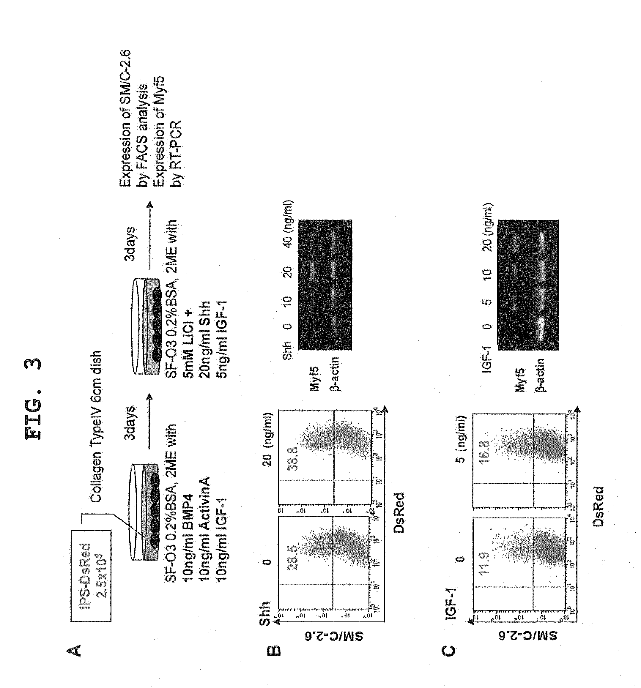 Method of inducing differentiation from pluripotent stem cells to skeletal muscle progenitor cells