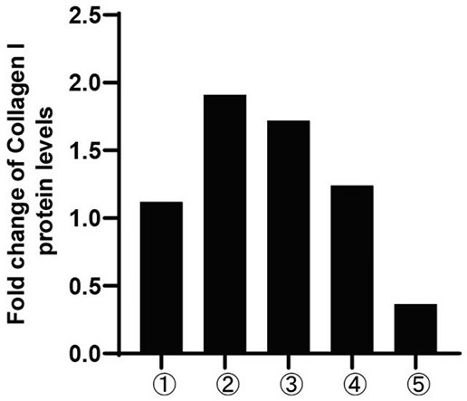 Application of Phthalazine Derivatives in Treating Hepatic Fibrosis