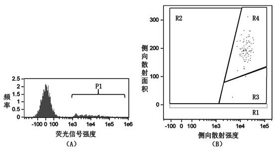 Specific probe for detecting hemocyanin gene expression of eriocheir sinensis and application of specific probe