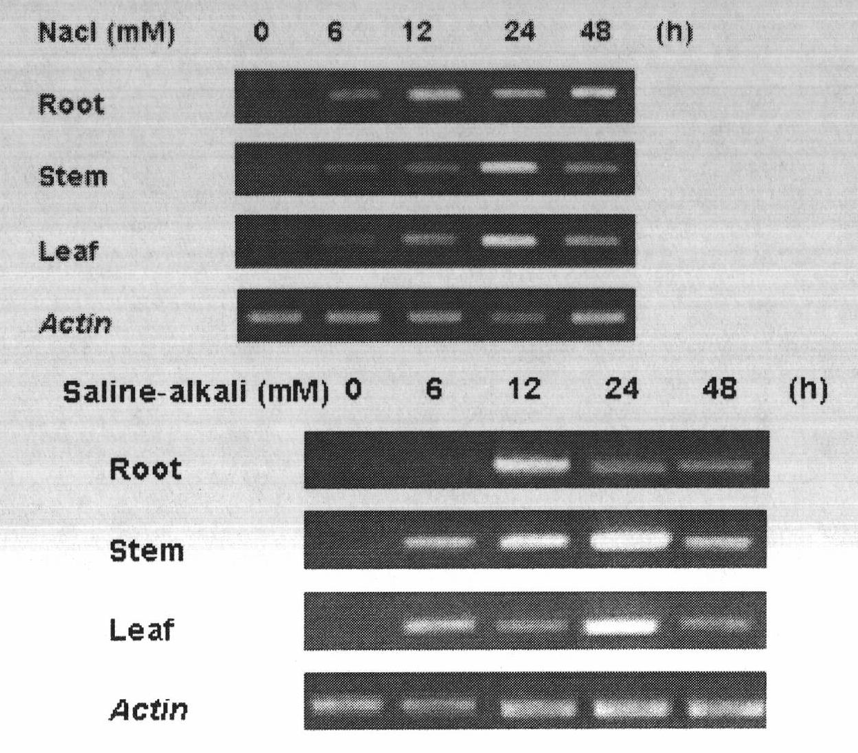 Plant high-pH saline-alkaline tolerance gene SucHP and application thereof