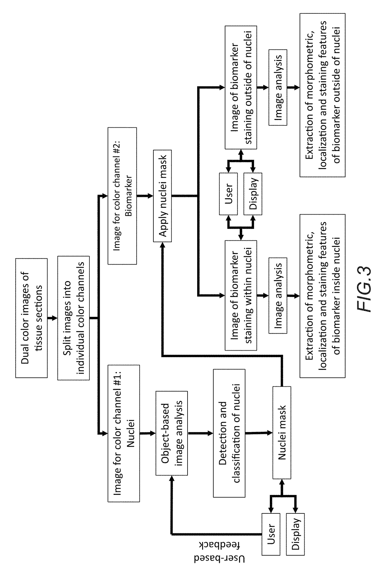 Methods for quantitative assessment of mononuclear cells in muscle tissue sections