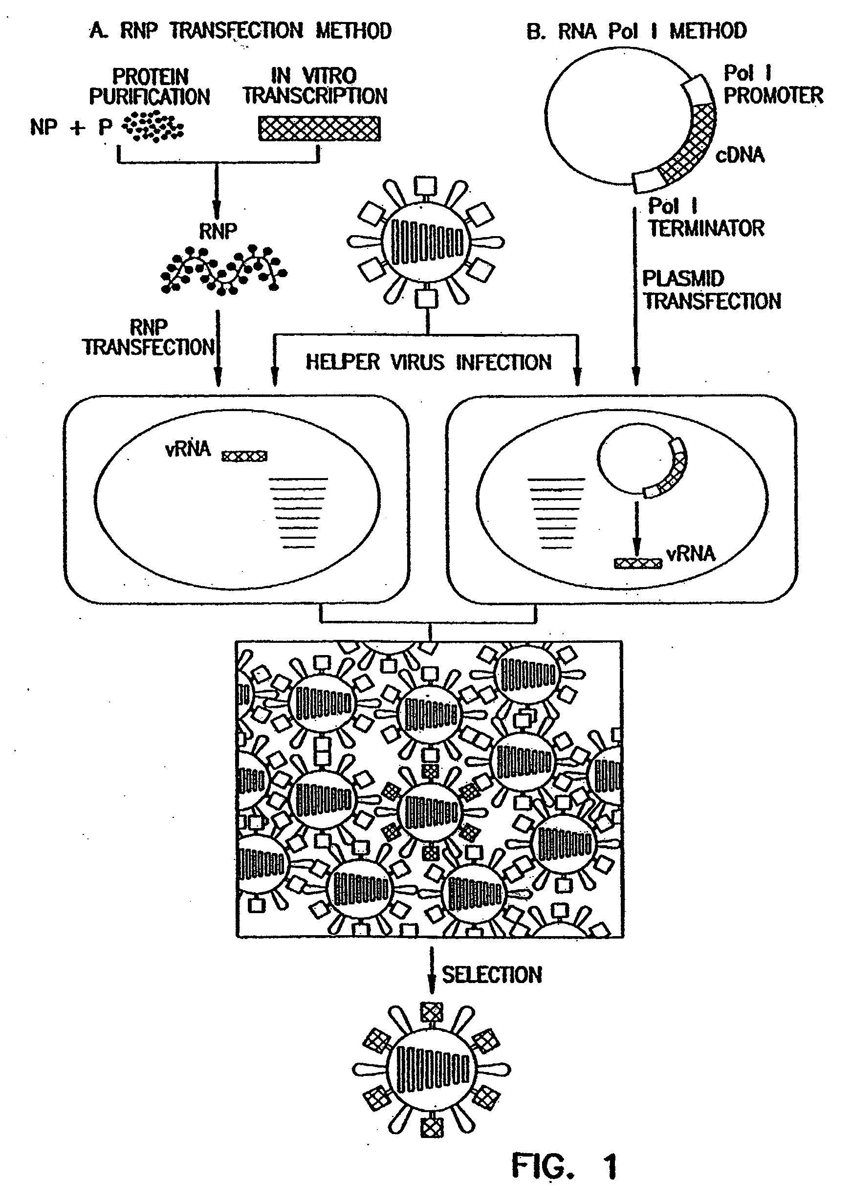 Recombinant influenza viruses for vaccines and gene therapy