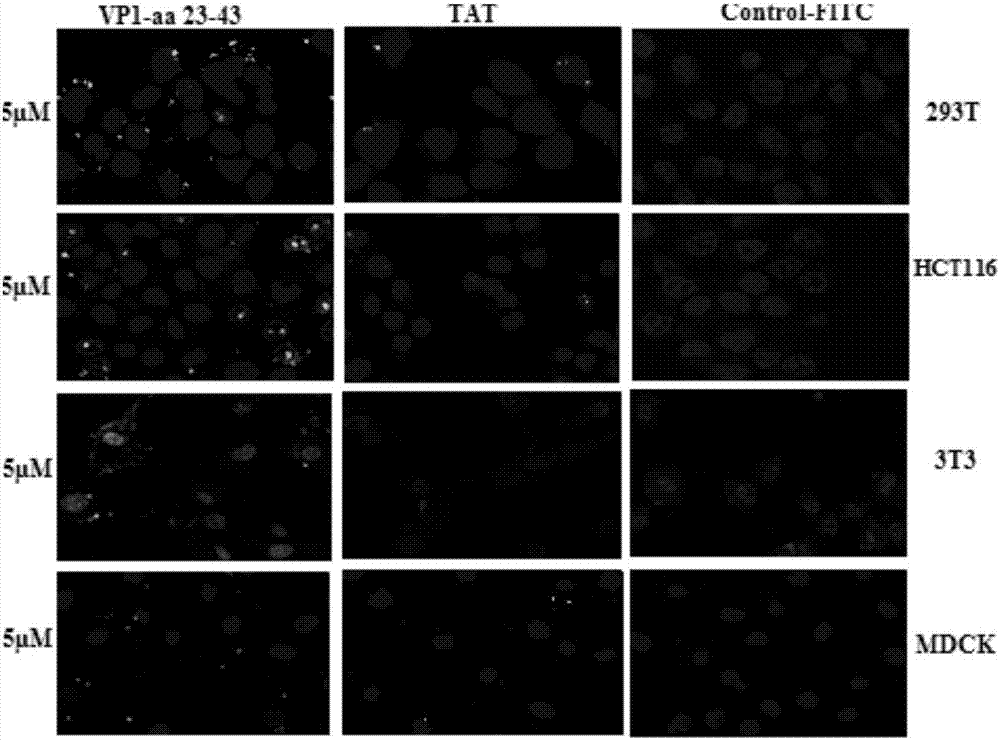 Application of chicken anemia virus (CAV)-derived VP1-aa 23-43 polypeptide as efficient cell penetrating peptide