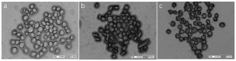 Biological enzymatic dyeing method for improving wool fiber strength