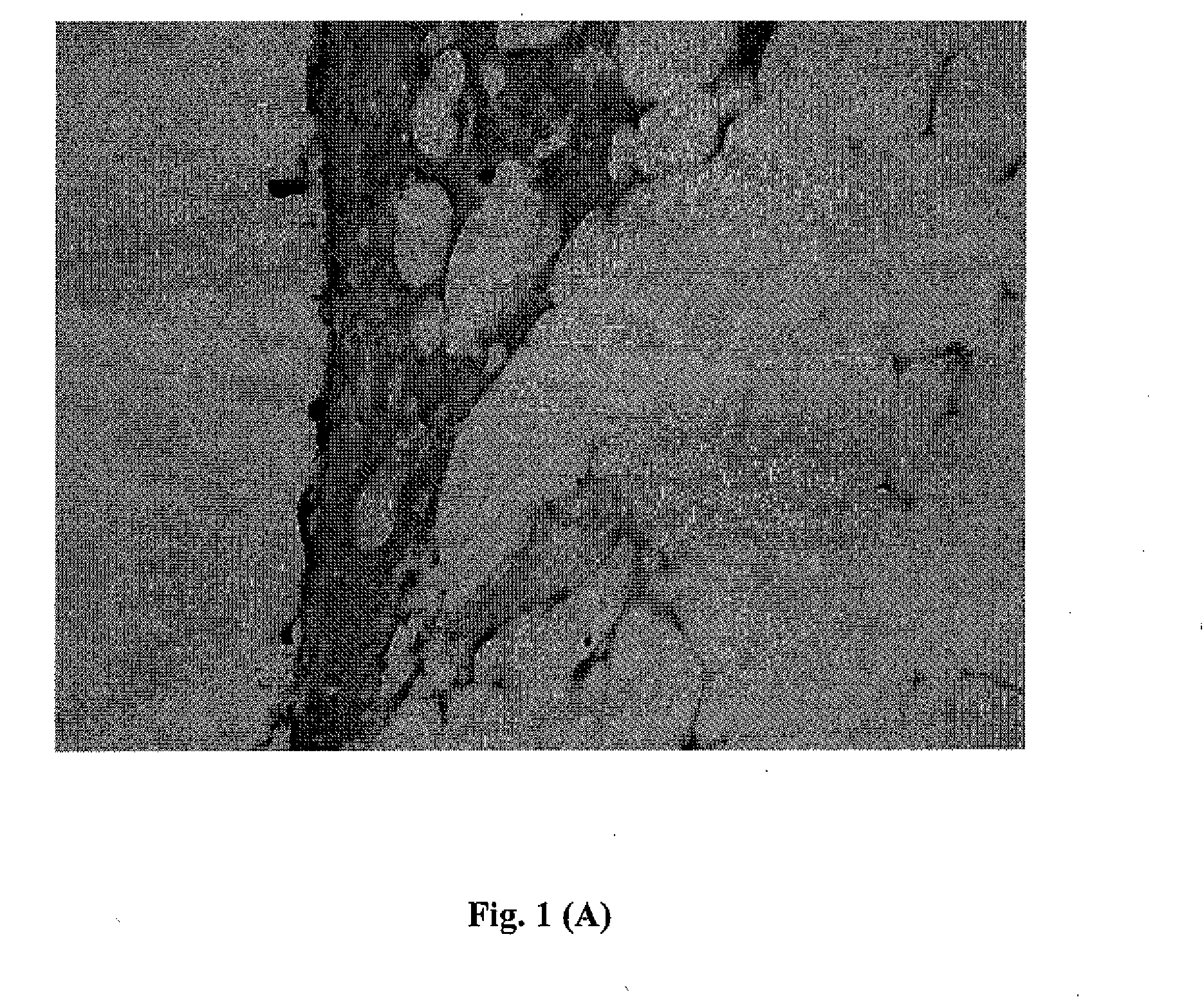 Methods and Compositions for Detection of Lethal Cell and Uses Thereof
