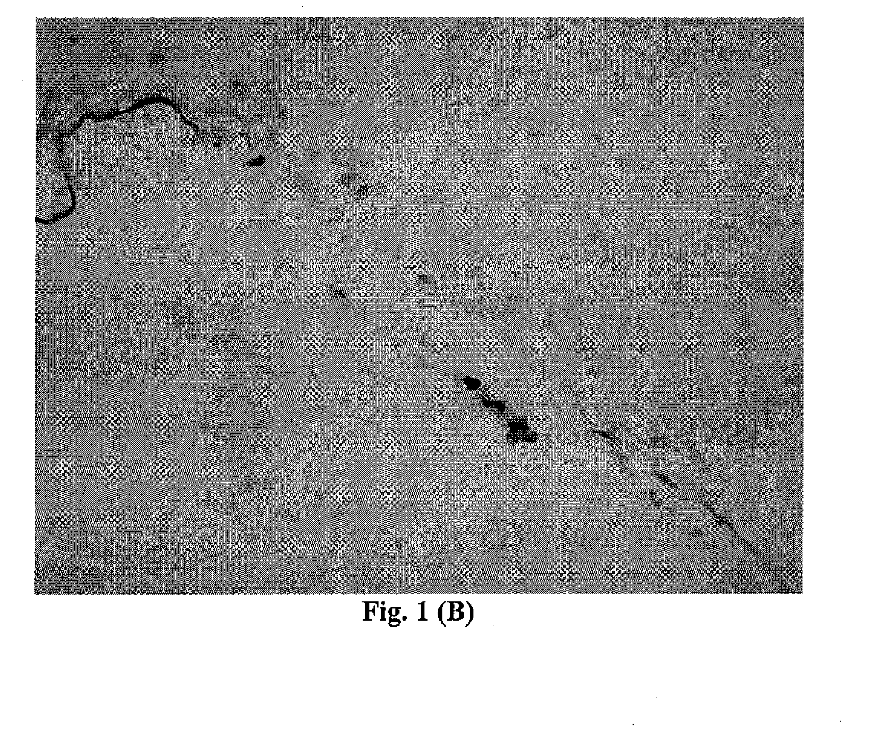 Methods and Compositions for Detection of Lethal Cell and Uses Thereof
