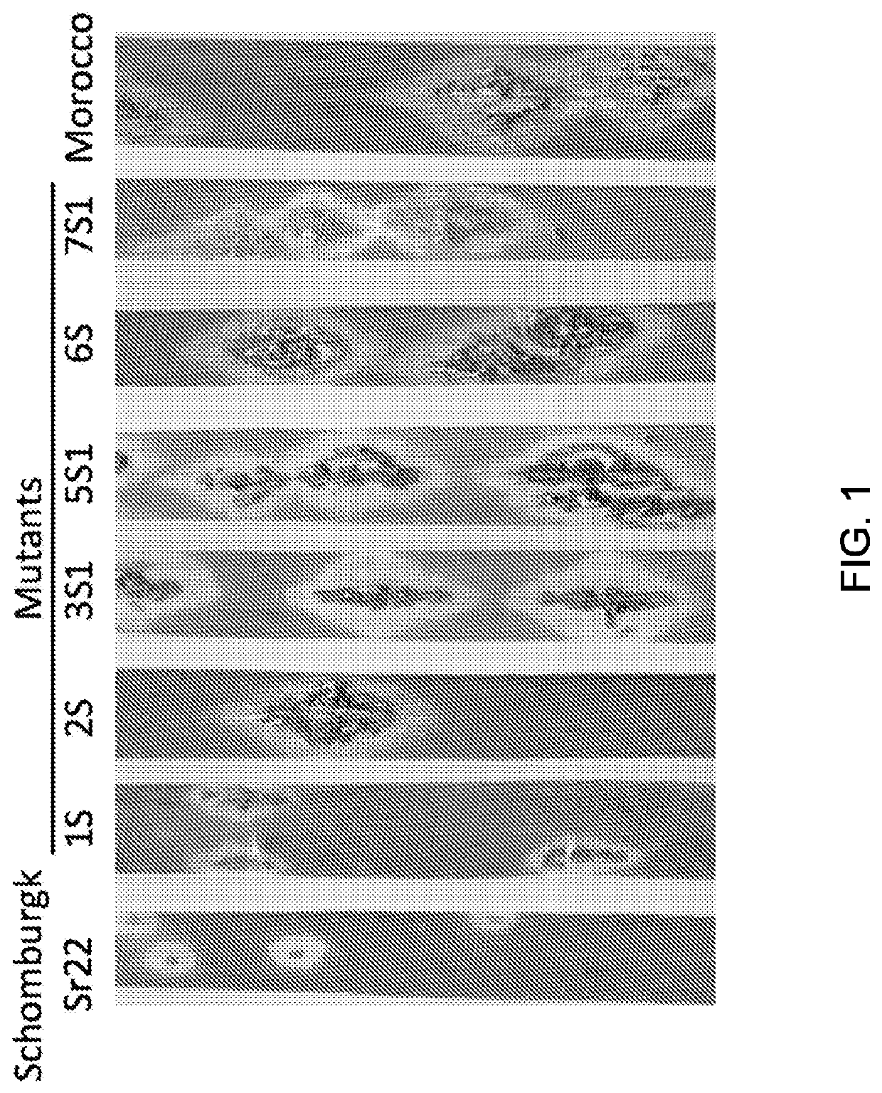 Wheat stem rust resistance genes and methods of use