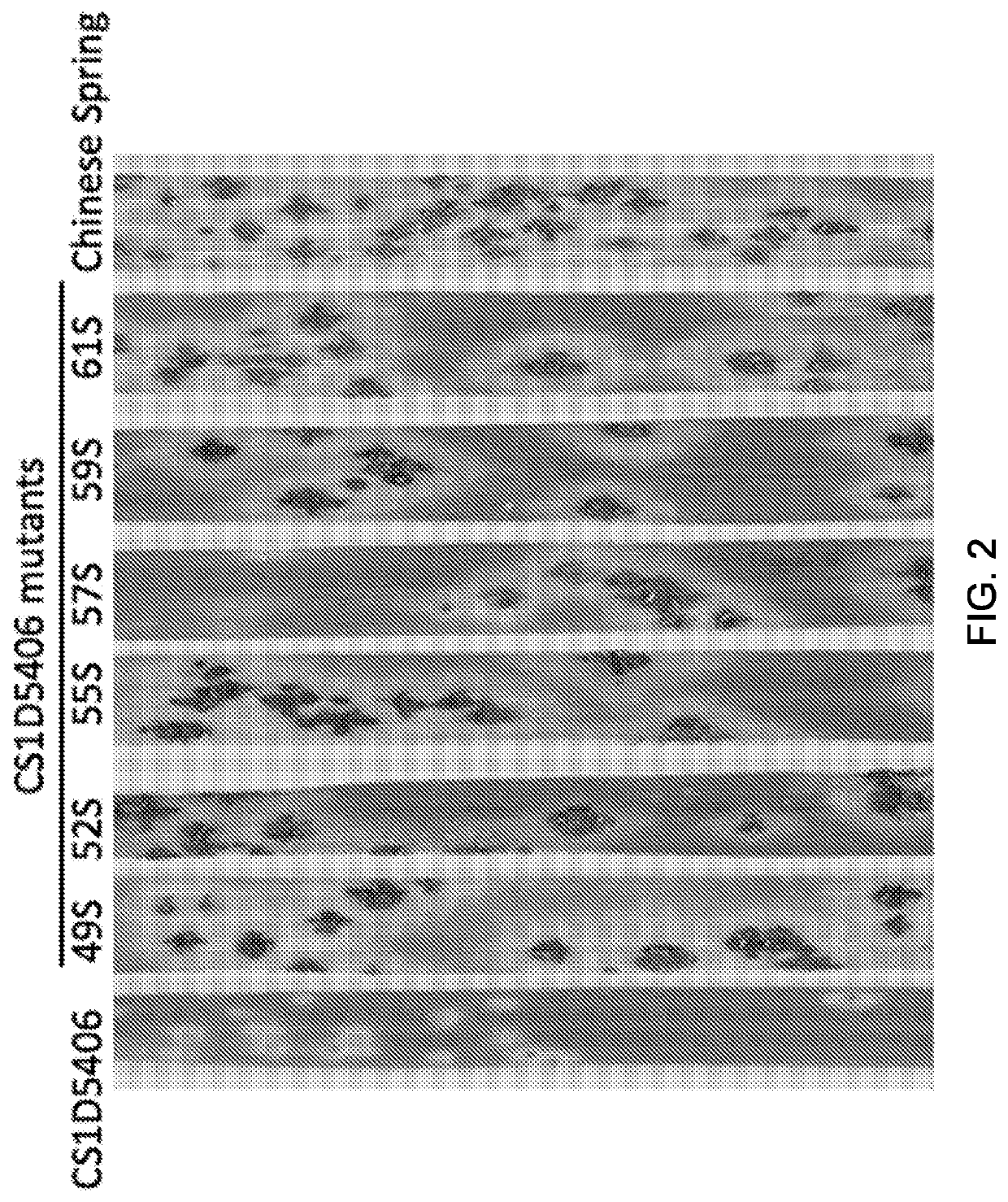 Wheat stem rust resistance genes and methods of use
