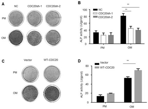 Application of cdc20 in osteogenic differentiation of mesenchymal stem cells