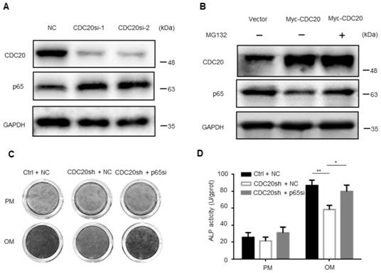 Application of cdc20 in osteogenic differentiation of mesenchymal stem cells