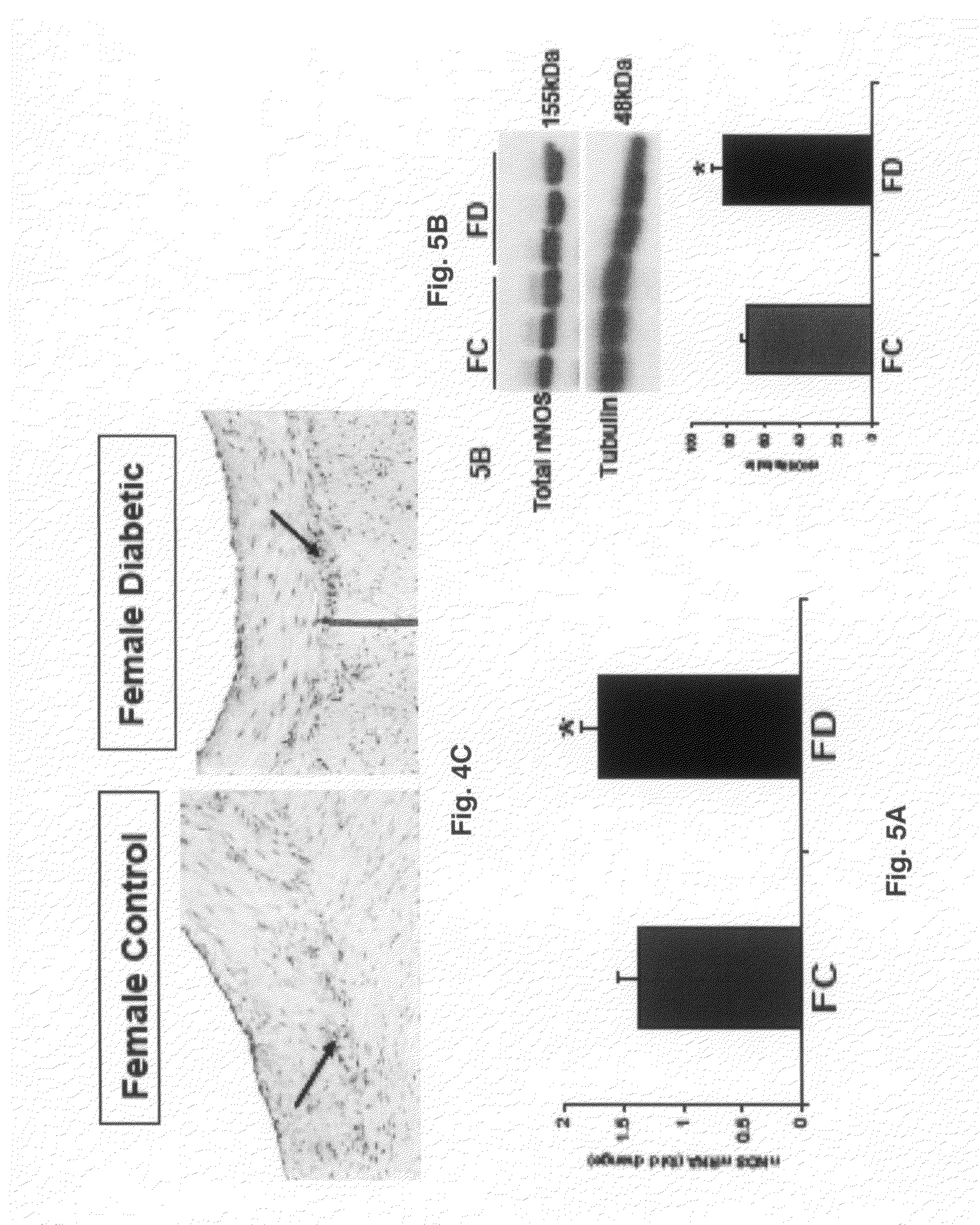 Uses of tetrahydrobiopterin and derivatives thereof