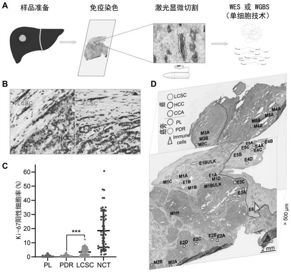 Method for detecting genetic and epigenetic changes in tumor stem cells