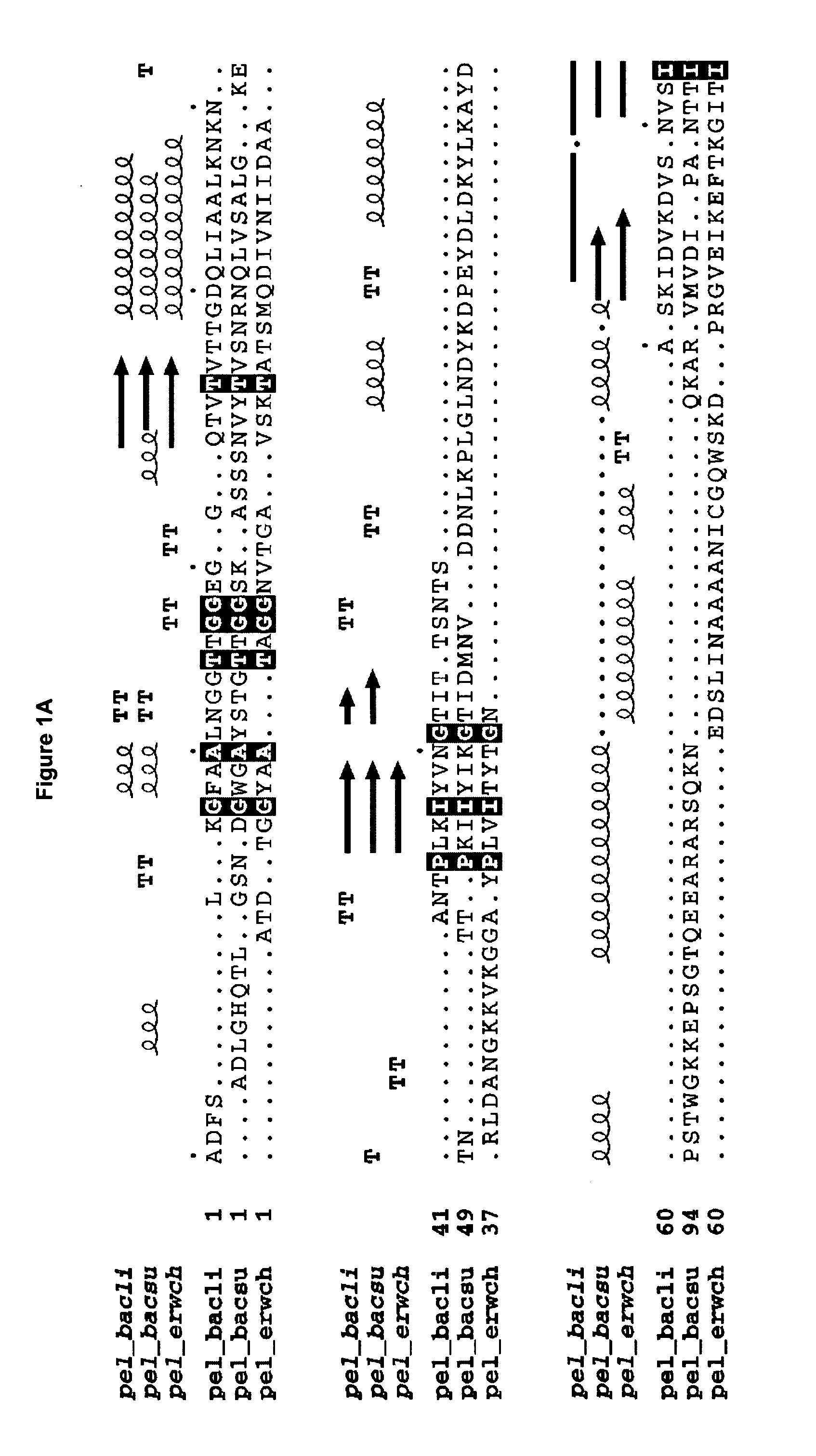 Cell-wall degrading enzyme variants