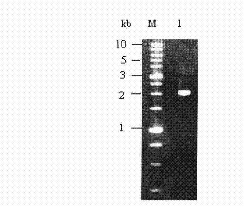 Bt protein Cry56Aal as well as encoding gene thereof and application thereof