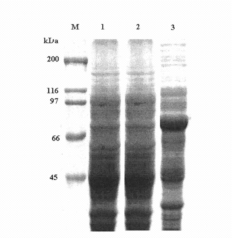 Bt protein Cry56Aal as well as encoding gene thereof and application thereof
