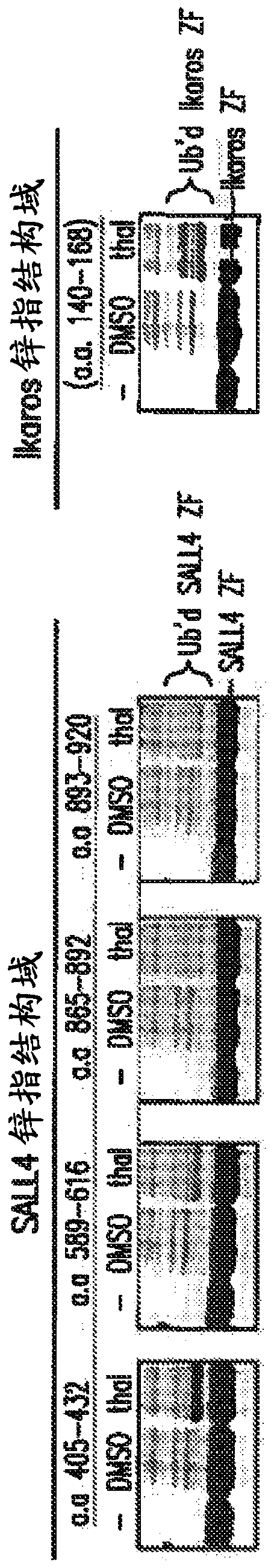 Methods for screening cereblon modifying compounds