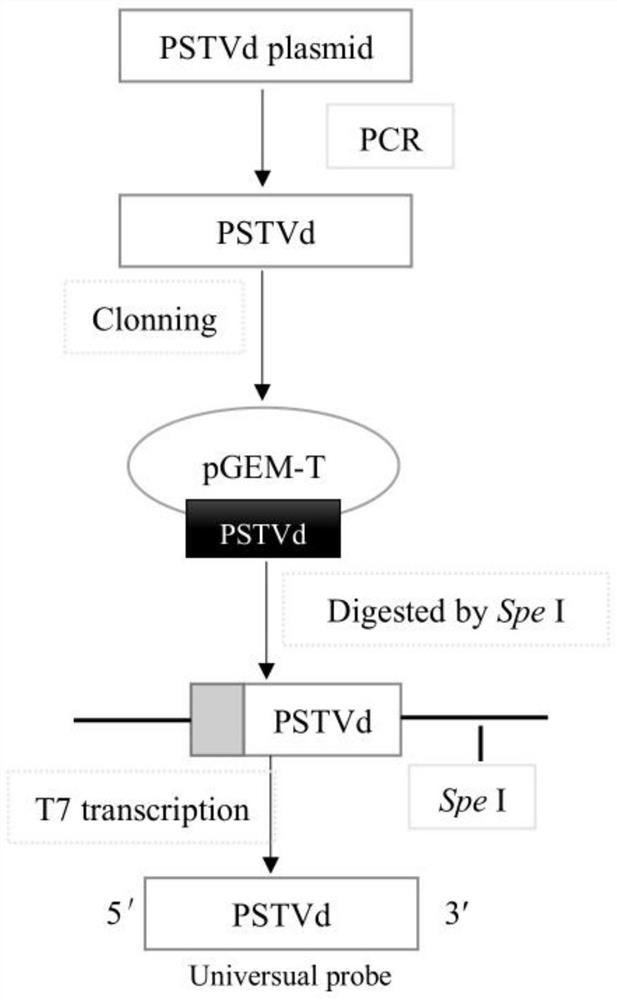 Nucleic acid probe and kit for simultaneously detecting multiple tomato viroids and application of nucleic acid probe and kit