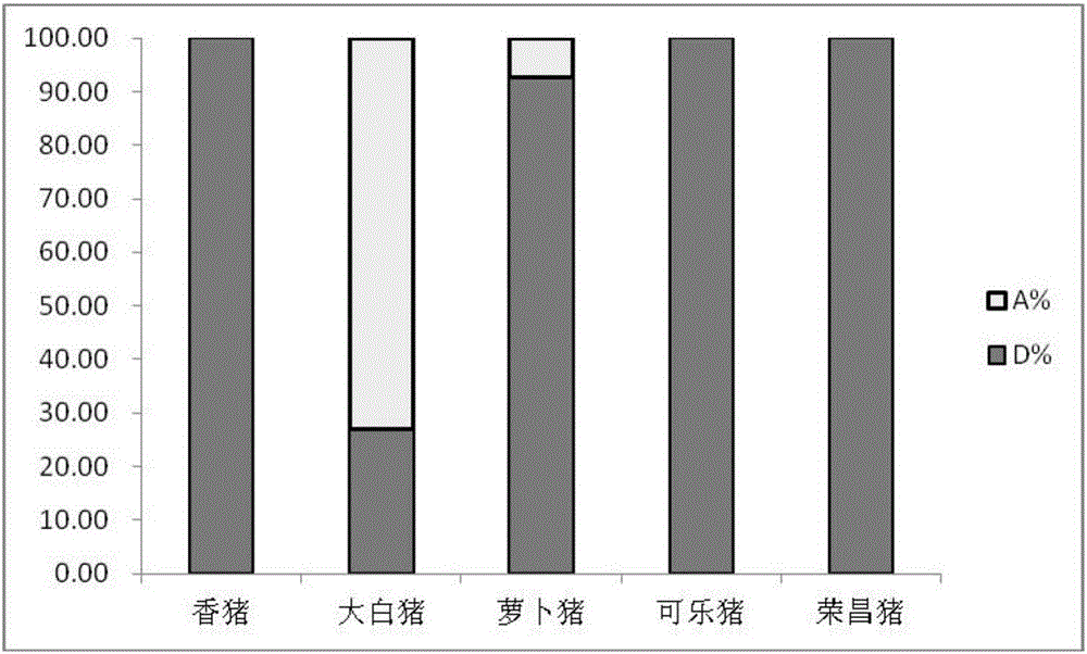 Structural variation 177 (SV177) for distinguishing varieties of large white pigs and Chinese indigenous pigs, and detection technology of SV177