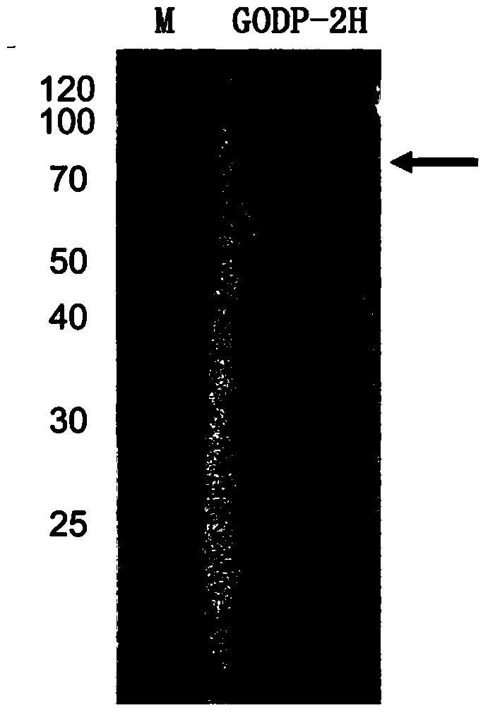 Glucose oxidase mutant and application thereof